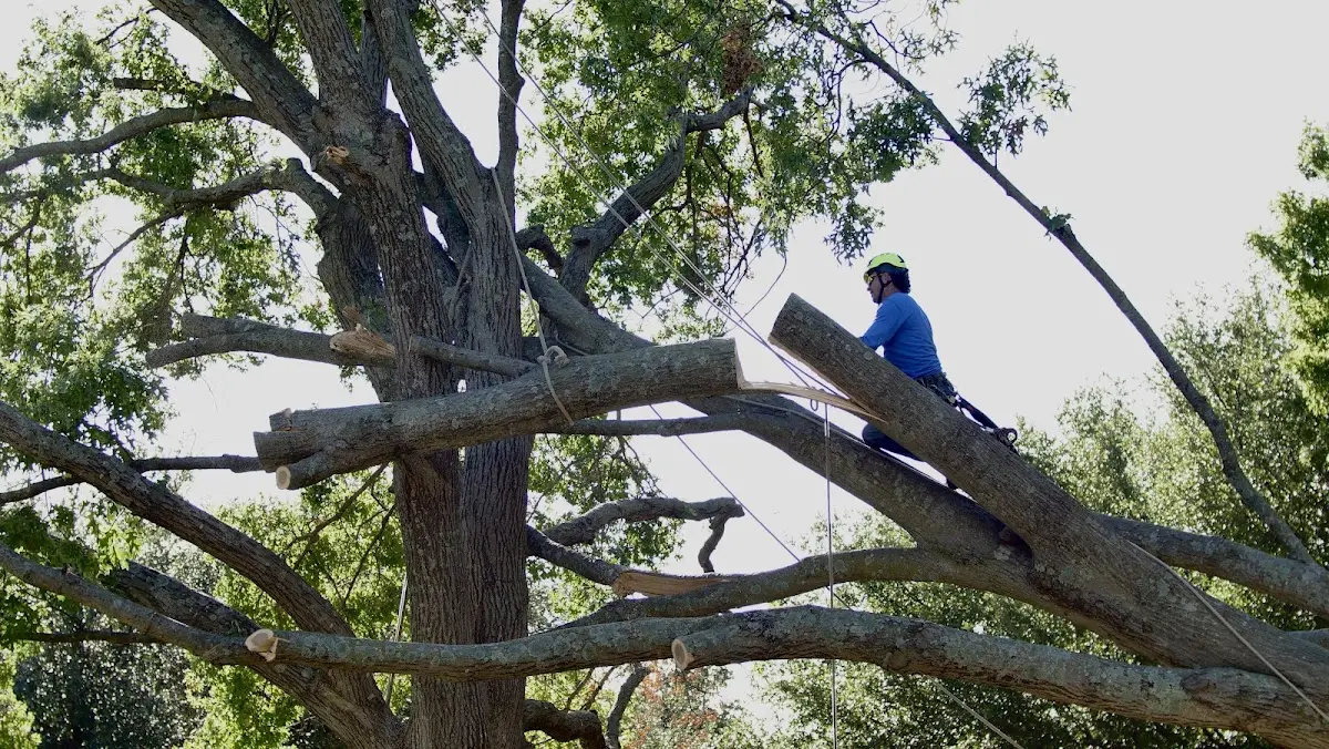 Professional Crown Thinning performed by certified arborists in Highland