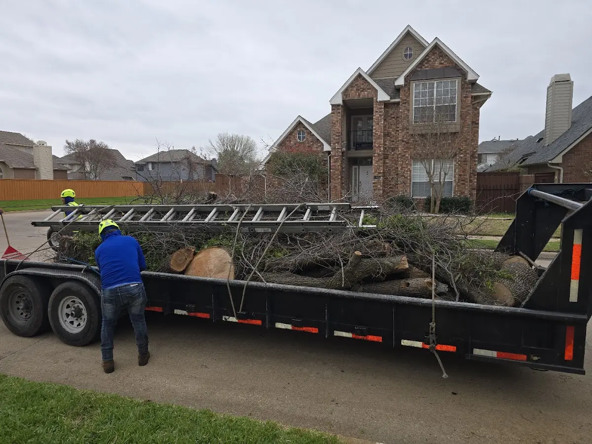 Expert Tree Removal with proper safety equipment in Highland